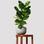 Monstera Thai Constellation – Easy Care Houseplant